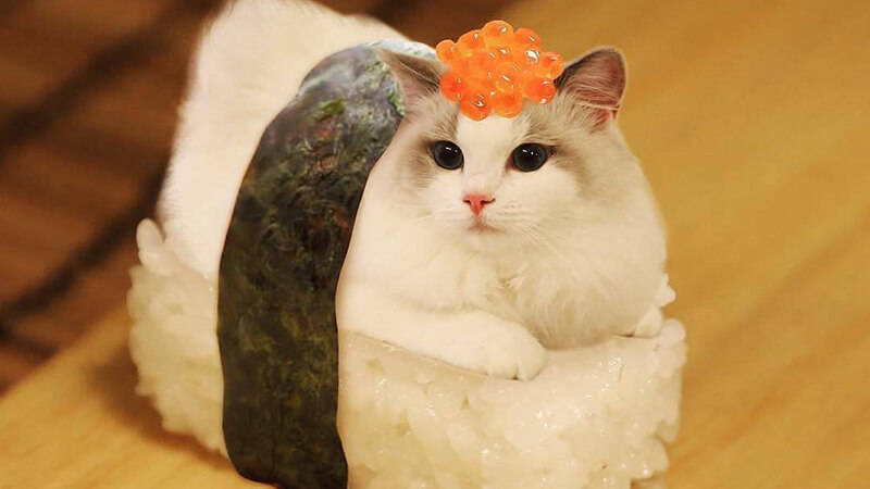 Kumpulan Gambar Lucu Banget - Kucing Sushi
