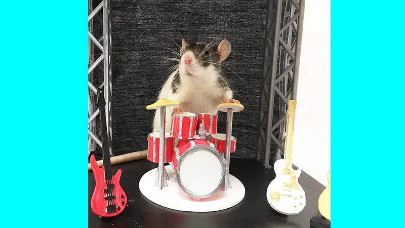 Gambar gambar hewan lucu banget - Tikus pemusik