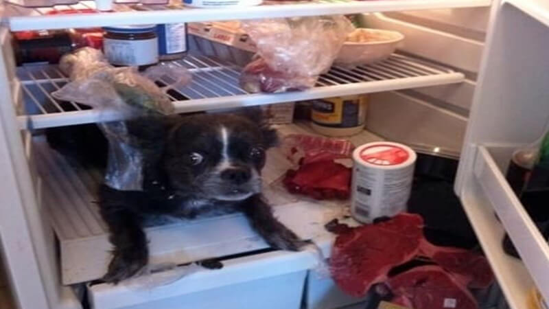 Gambar gambar hewan lucu banget - Anjing masuk kulkas