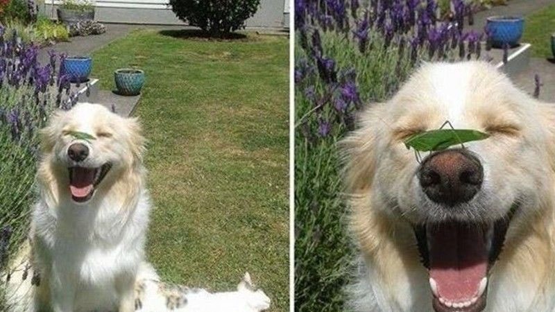 Gambar Lucu Banget Bikin Ngakak - Anjing Ketawa