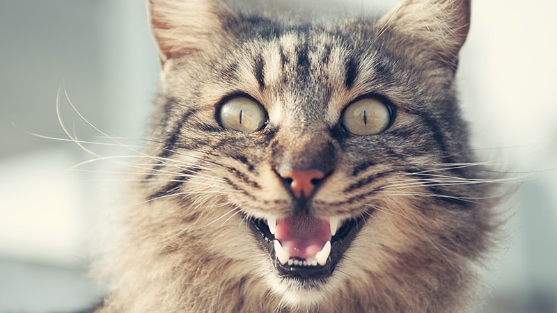 Gambar Gambar Kucing Lucu - Kucing Senyum
