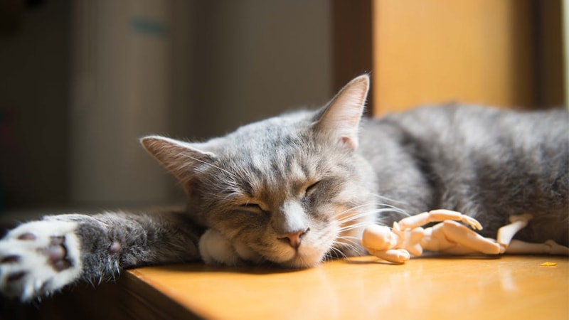 Gambar Gambar Kucing Lucu - Kucing Tidur
