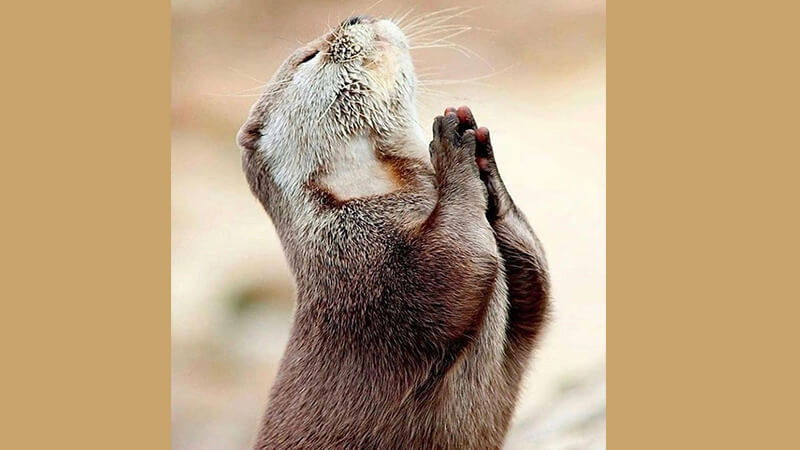 Gambar gambar hewan lucu banget - Berdoa