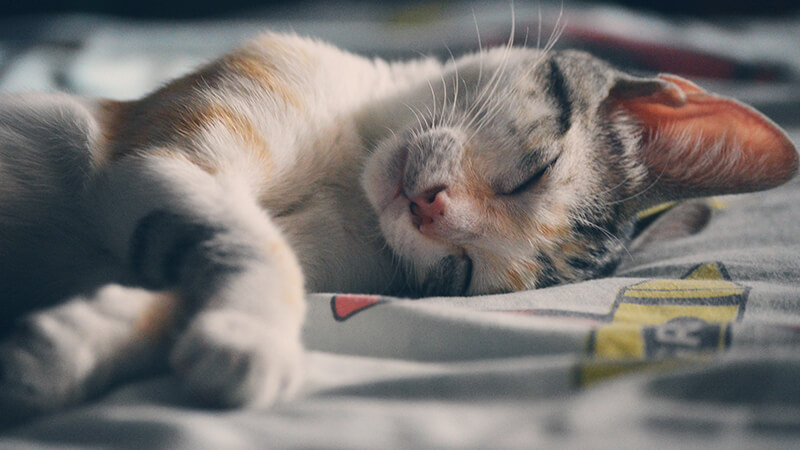 Gambar gambar hewan lucu banget - Kucing tidur