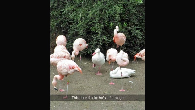 Foto Gokil Bikin Ngakak - Bebek Flamingo