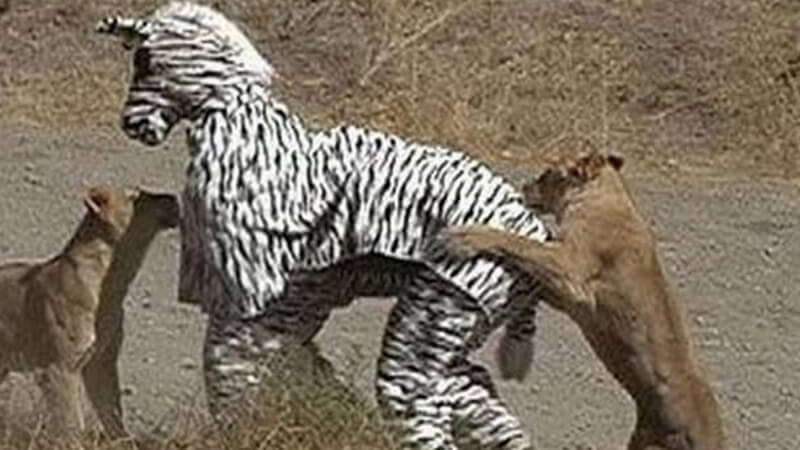 Foto lucu banget bikin ngakak - Zebra gadungan
