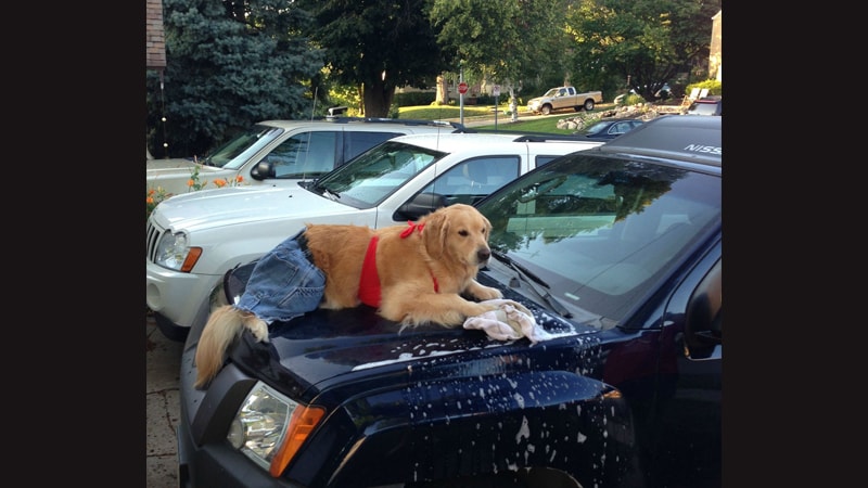 Gambar Hewan Peliharaan Lucu - Anjing Cuci Mobil