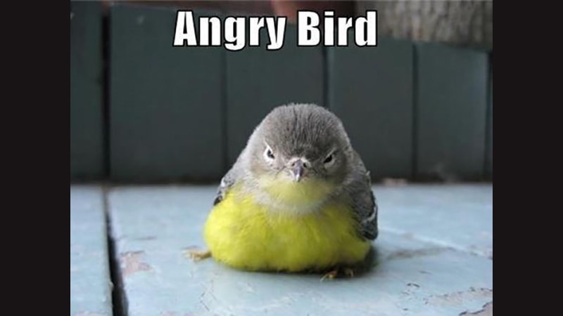 Gambar Hewan Peliharaan Lucu - Angry Birds
