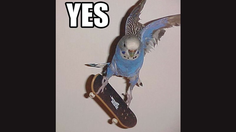 Gambar Hewan Peliharaan Lucu - Burung Skateboard