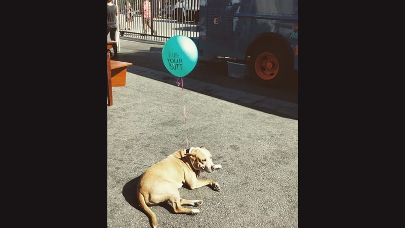 Gambar Hewan Peliharaan Lucu - Anjing Pegang Balon