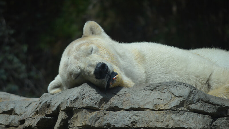 Gambar Binatang Lucu Bikin Ngakak - Sang Beruang Tidur