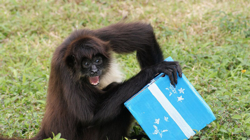 Gambar Binatang Lucu Bikin Ngakak - Monyet Dapat Hadiah