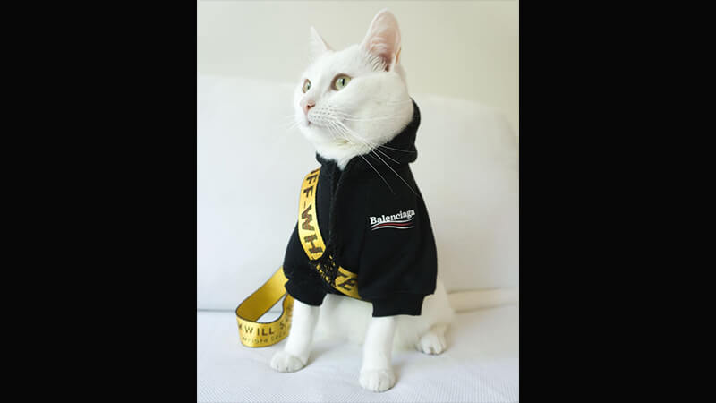 Gambar Binatang Lucu Bikin Ngakak - Kucing Hypebeast