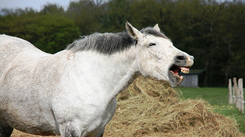 Gambar Binatang Lucu Bikin Ngakak - Kuda Ketawa