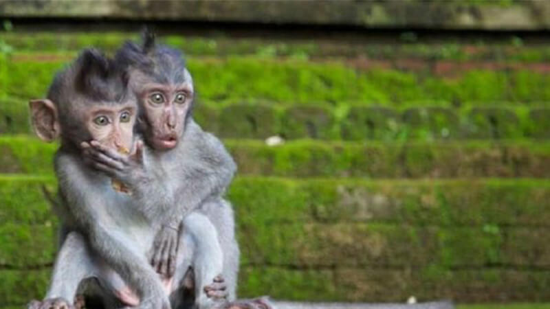 Gambar Binatang Lucu Bikin Ngakak - Monyet Kaget