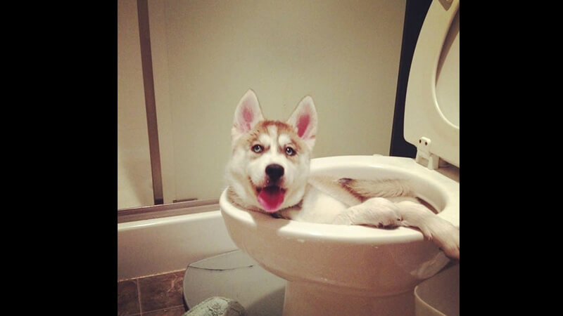 Gambar dp lucu banget bikin ngakak - Anjing berendam di wc